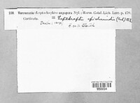 Leptorhaphis epidermidis image